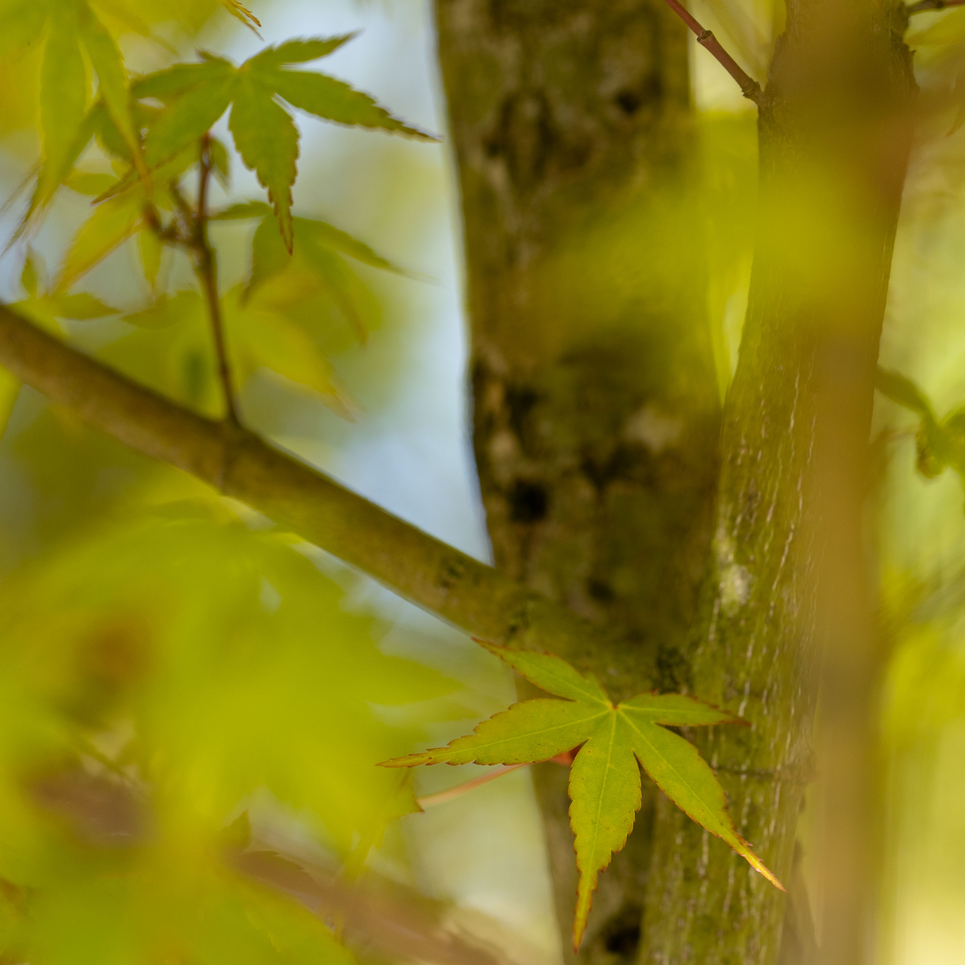Acer palmatum VJ